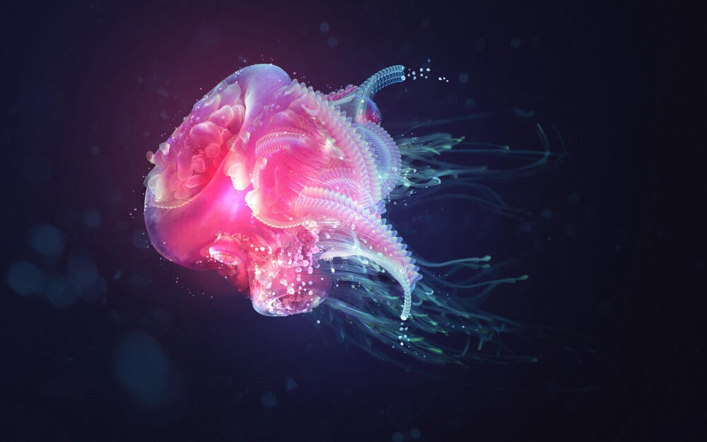 1380311065-meduzi----63.jpg.jpeg