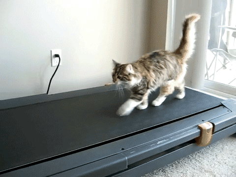 150951_900.gif