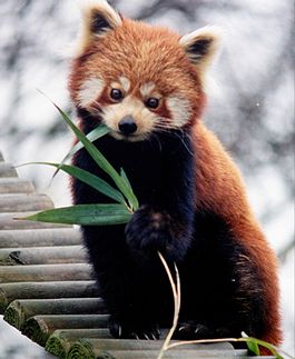 265px-Ailurus_fulgens_RoterPanda_LesserPanda.jpg.jpeg