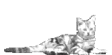 50dadf8981522fa34d9dc04180a0d655.gif