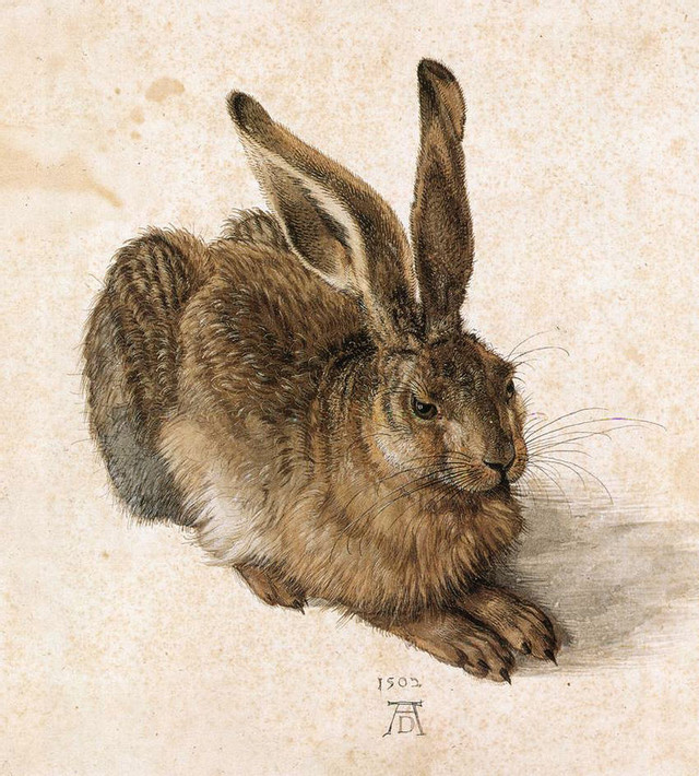 800px-Durer-Young-Hare.jpg.jpeg