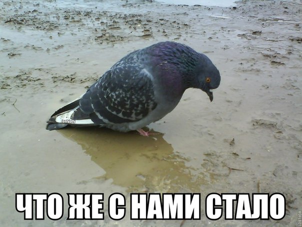 81115387.jpg.jpeg