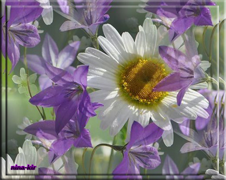 97933733_Romashka1.png.webp.png