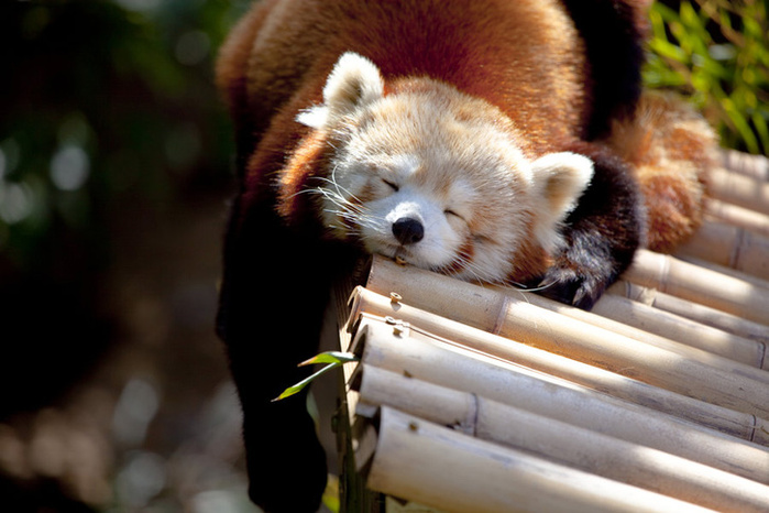 98759939_large_5218894_Krasnaya_panda_spit_v_zooparke_Atlanti.jpg.jpeg