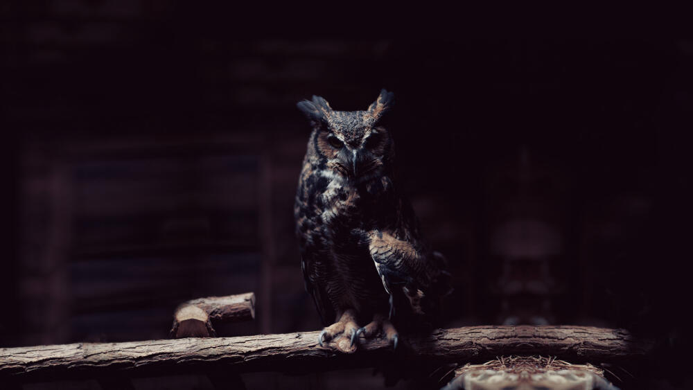 Animals___Birds__040618_.jpg.jpeg