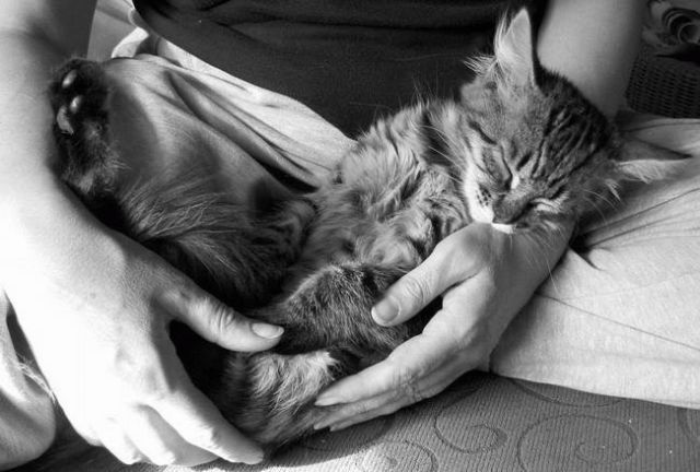 animals-sleep-01.jpg.jpeg