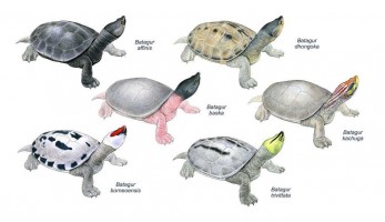 batagur_species-fill-347x200.jpg.jpeg
