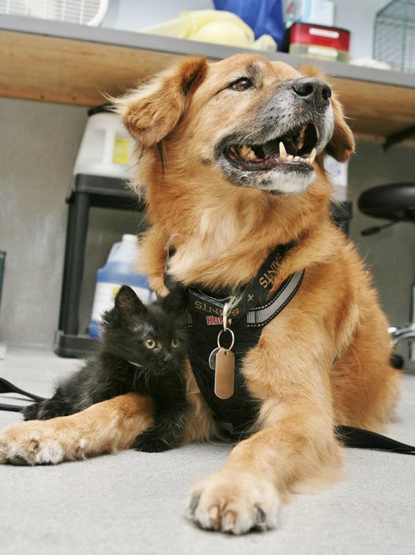 boots-the-kitten-nanny-arizona-humane-society-2.jpg.jpeg