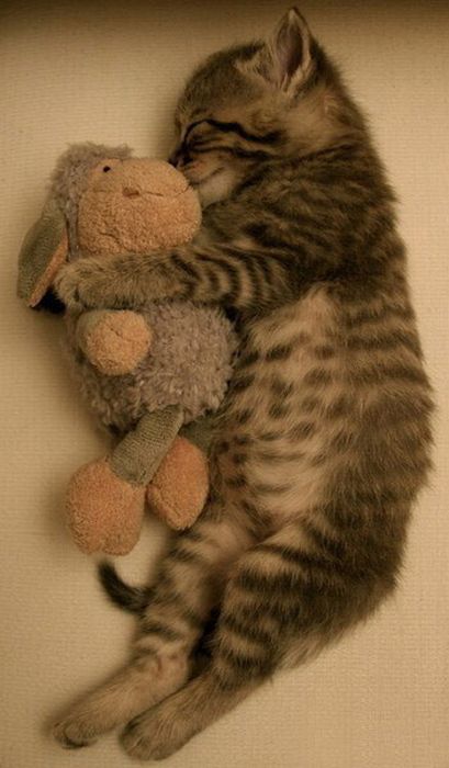 funny_sleeping_animals_17.jpg.jpeg