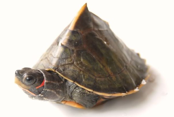 Kachuga_sylhetensis3.jpg.jpeg