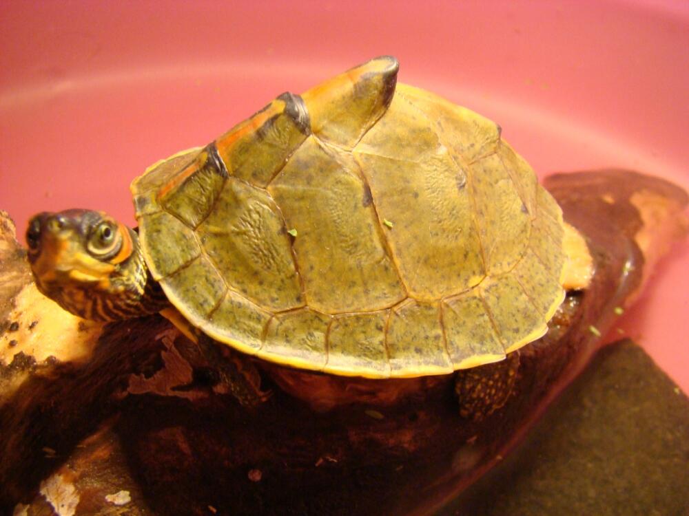 KeyursTurtle1.JPG.jpeg