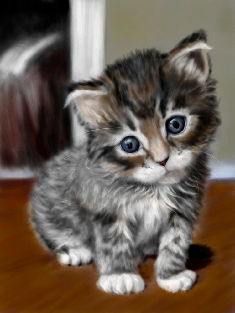 kitten_by_moonlitroad-d4p3m4x.jpg.jpeg