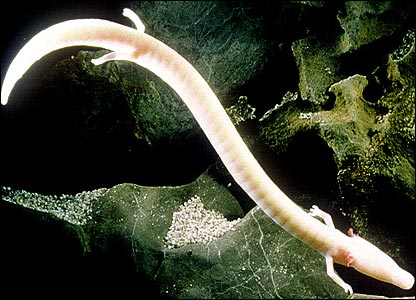 Olm.jpg.jpeg