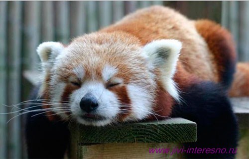 red-panda6.jpg.jpeg