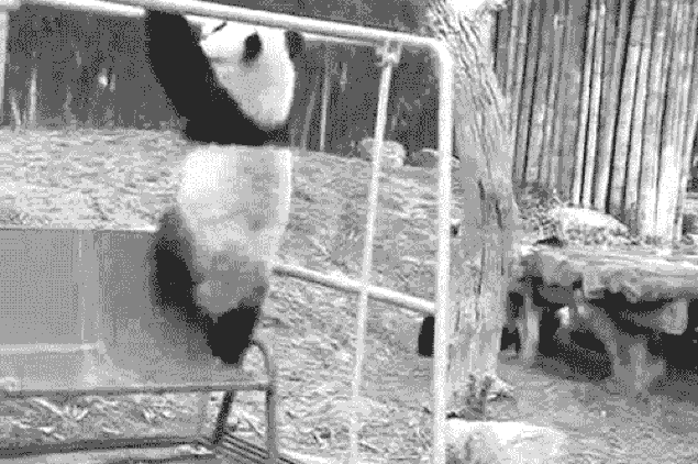 s-df0fa0b8769b6384c4c05d4a5e042c591cc1ced8.gif