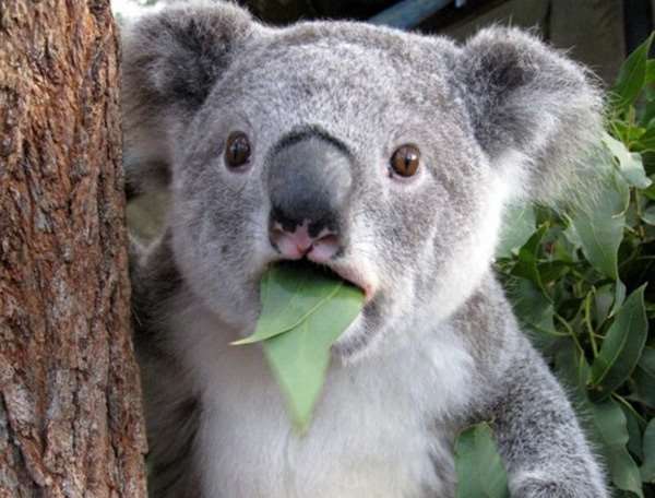 suprised-koala-eating-leaf_20120507155540.jpg.jpeg