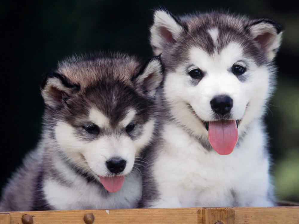 0054_animal_1024_768.jpg.jpeg