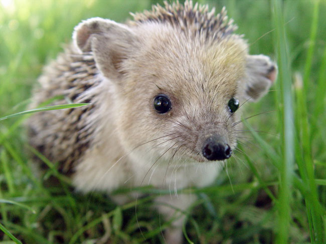 82844742_large_3019244_earedhedgehog2.jpg.jpeg