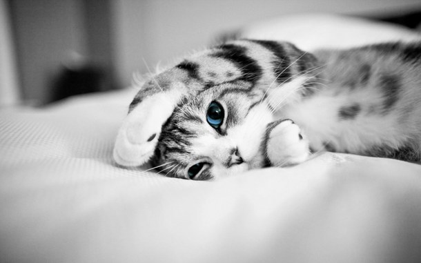 black-and-white-blue-eyes-cute-funny-Favim.com-2706489.jpg.jpeg