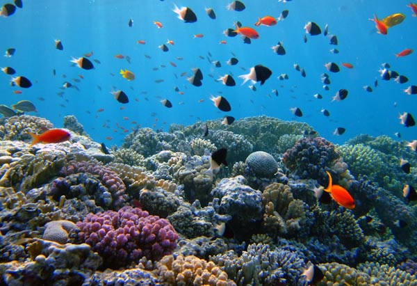 coraltitle.jpg.jpeg