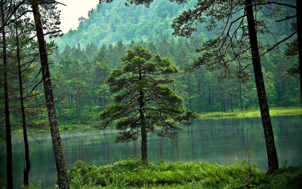 hq-wallpapers_ru_nature_25263_1920x1200.jpg.jpeg