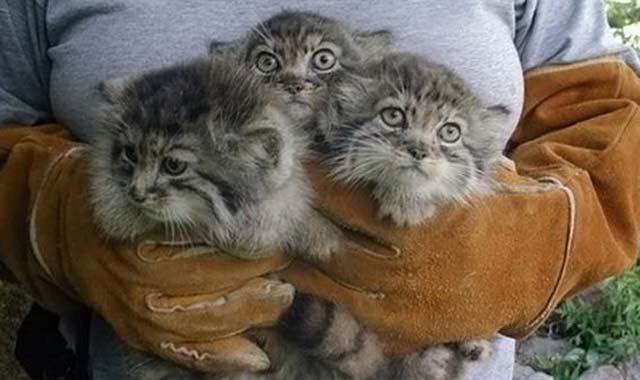 manul26_l.jpg.jpeg