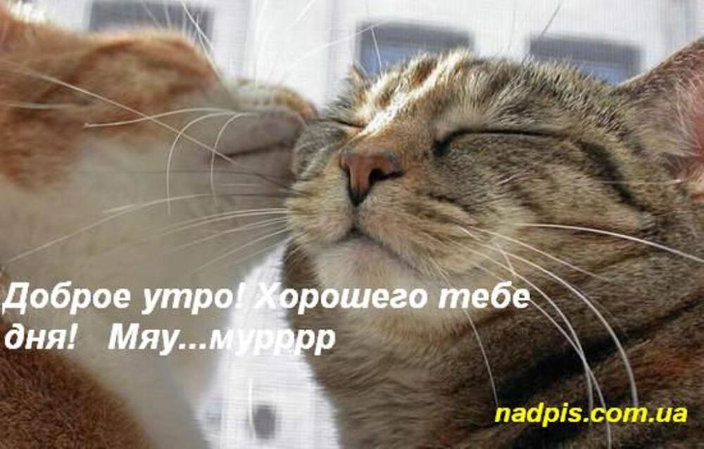 nadpiscomuadobroe-utro-dlya-kotika.jpg.jpeg