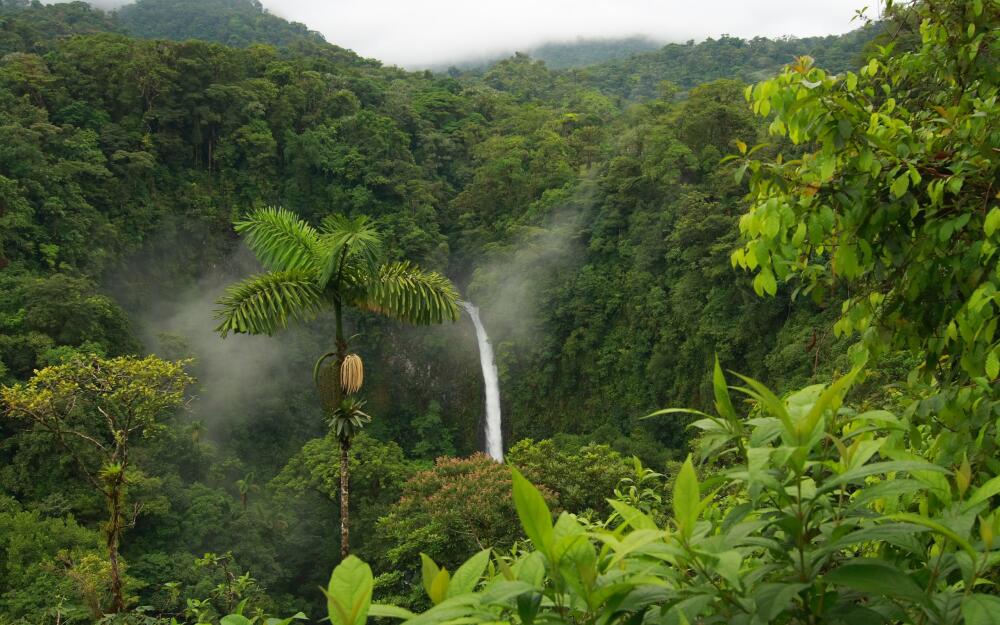 Nature_Forest_Jungle_019630_.jpg.jpeg