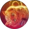 Libararian