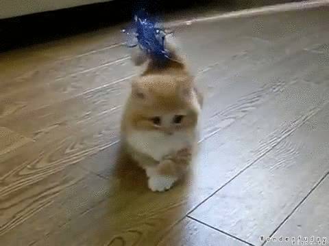 fluffy_confused_kitten_gif_2_by_wonderfuday-d51jvfj.gif