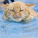 Novoch