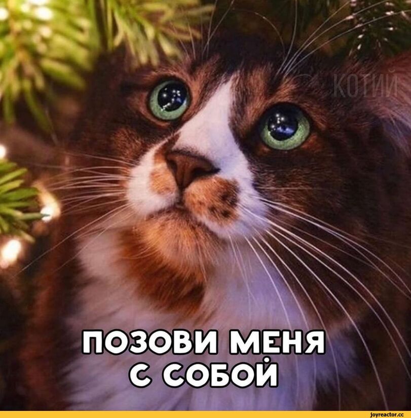 %D0%BA%D0%BE%D1%82%D1%8D-%D0%BC%D0%B5%D0%BC%D1%8B-%D0%B5%D0%BB%D0%BA%D0%B0-%D0%BA%D0%B0%D0%B2%D0%B5%D1%80-6388343.jpeg