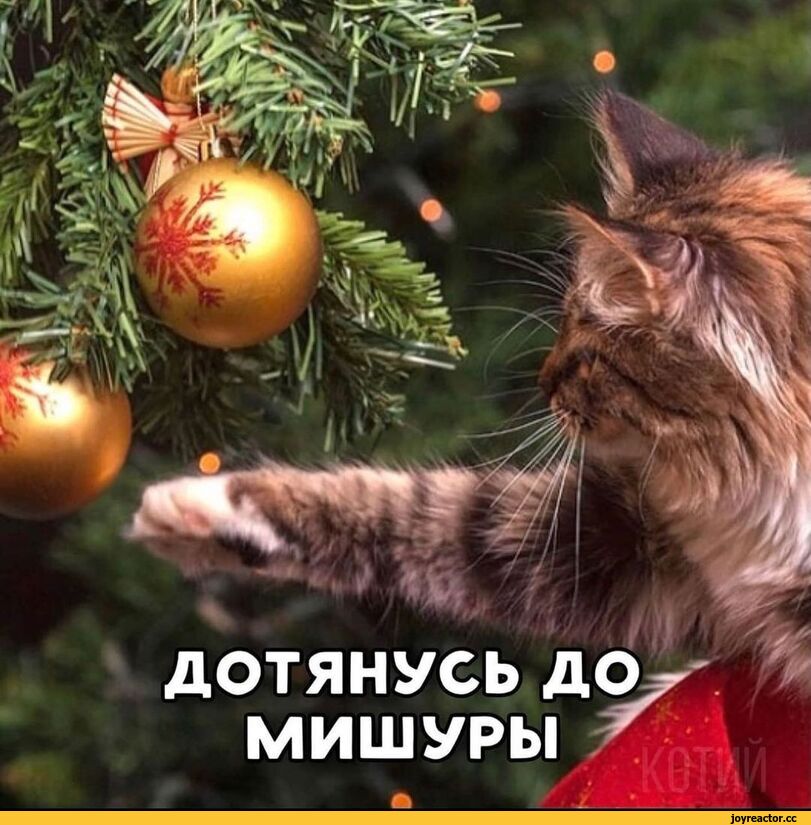 %D0%BA%D0%BE%D1%82%D1%8D-%D0%BC%D0%B5%D0%BC%D1%8B-%D0%B5%D0%BB%D0%BA%D0%B0-%D0%BA%D0%B0%D0%B2%D0%B5%D1%80-6388345.jpeg