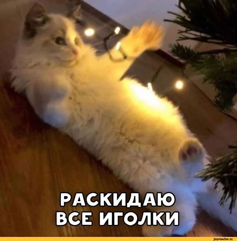 %D0%BA%D0%BE%D1%82%D1%8D-%D0%BC%D0%B5%D0%BC%D1%8B-%D0%B5%D0%BB%D0%BA%D0%B0-%D0%BA%D0%B0%D0%B2%D0%B5%D1%80-6388346.jpeg