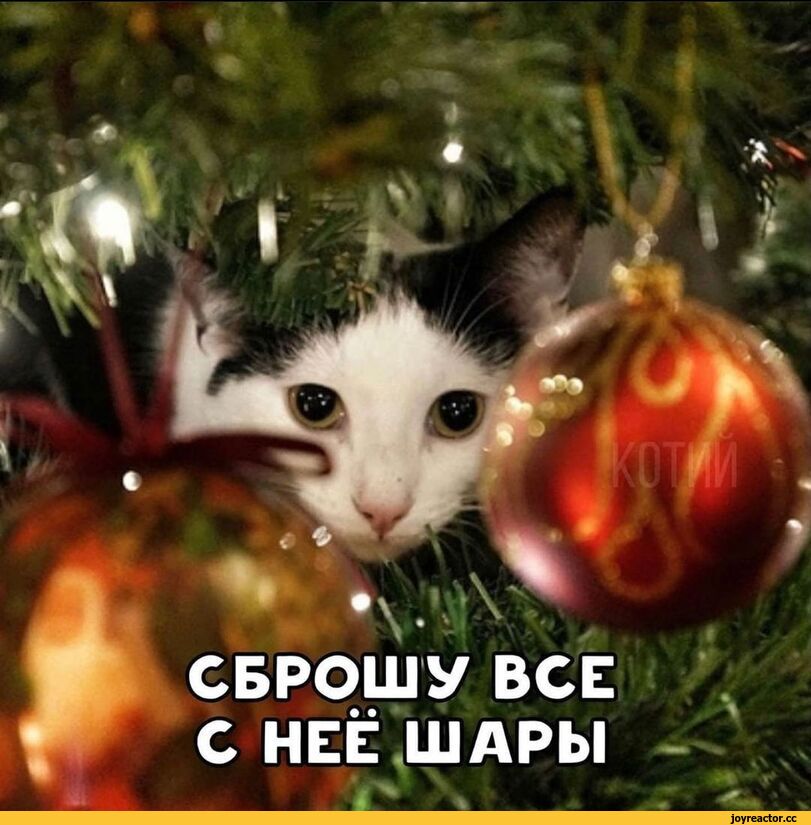 %D0%BA%D0%BE%D1%82%D1%8D-%D0%BC%D0%B5%D0%BC%D1%8B-%D0%B5%D0%BB%D0%BA%D0%B0-%D0%BA%D0%B0%D0%B2%D0%B5%D1%80-6388347.jpeg