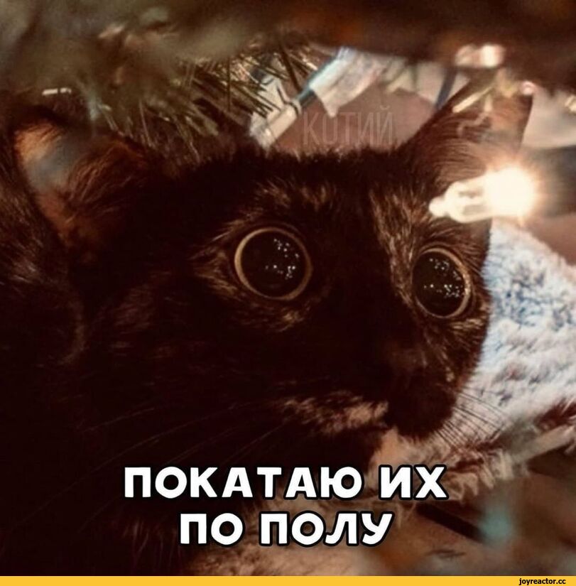 %D0%BA%D0%BE%D1%82%D1%8D-%D0%BC%D0%B5%D0%BC%D1%8B-%D0%B5%D0%BB%D0%BA%D0%B0-%D0%BA%D0%B0%D0%B2%D0%B5%D1%80-6388348.jpeg