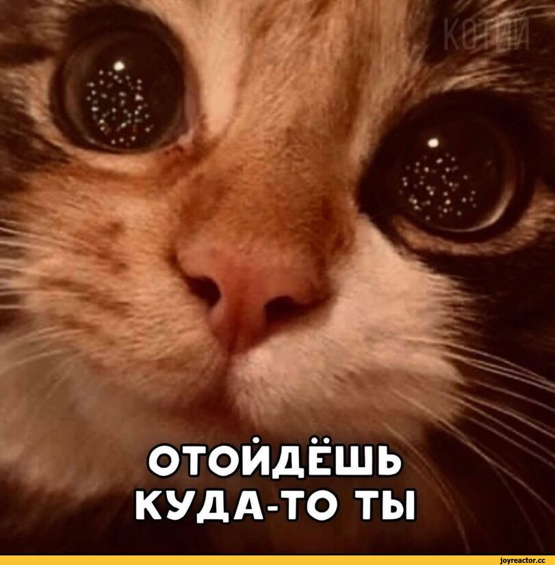 %D0%BA%D0%BE%D1%82%D1%8D-%D0%BC%D0%B5%D0%BC%D1%8B-%D0%B5%D0%BB%D0%BA%D0%B0-%D0%BA%D0%B0%D0%B2%D0%B5%D1%80-6388349.jpeg
