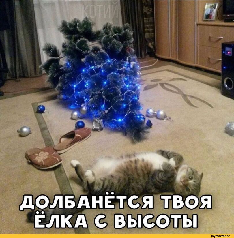 %D0%BA%D0%BE%D1%82%D1%8D-%D0%BC%D0%B5%D0%BC%D1%8B-%D0%B5%D0%BB%D0%BA%D0%B0-%D0%BA%D0%B0%D0%B2%D0%B5%D1%80-6388350.jpeg