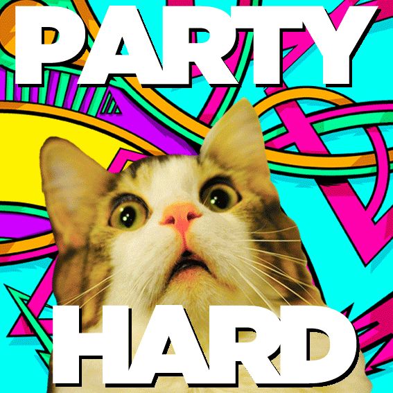 PARTYHARDCAT-big-gap.jpg.jpeg
