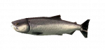 Ласосъ