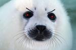 Angry_Seal