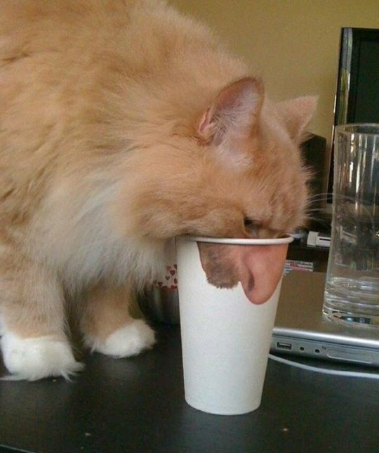 tumblr_64308f7bd2ec3fd6affd3226a4f0d412_00514193_540.jpg.jpeg