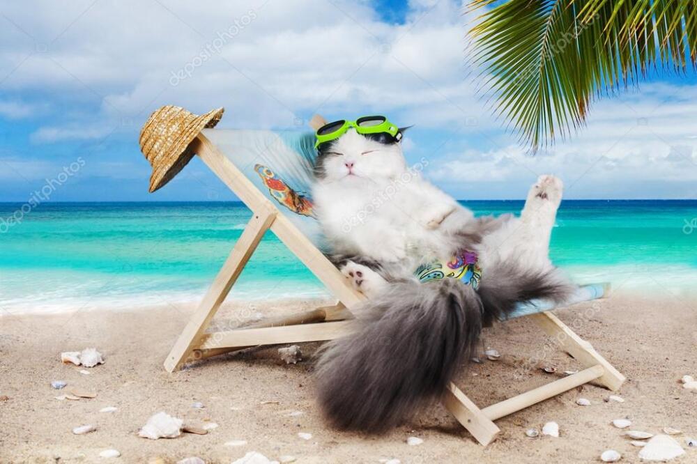 depositphotos_47535367-stock-photo-cat-resting-on-a-sun.jpg.jpeg