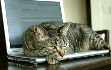 lap-cat-1243719.jpg.jpeg