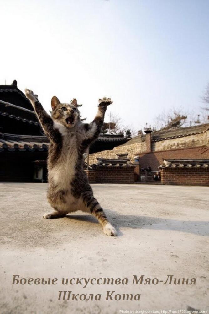 Техника Кота.jpg