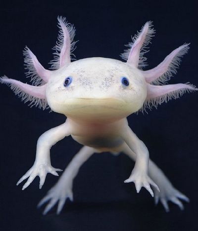 aksolotl_smesnoy.jpg.jpeg