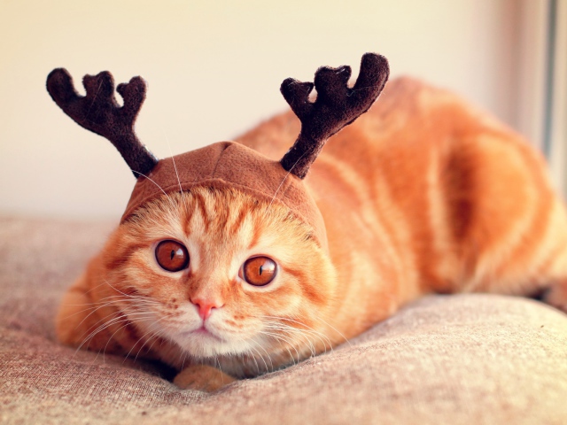 Animals___Cats_Red_cat_with_horns_044421_29.jpg.jpeg
