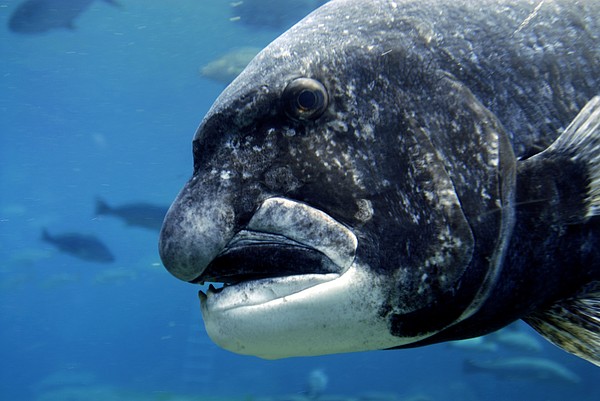 black-musselcracker-fish-peter-chadwick.jpg.jpeg