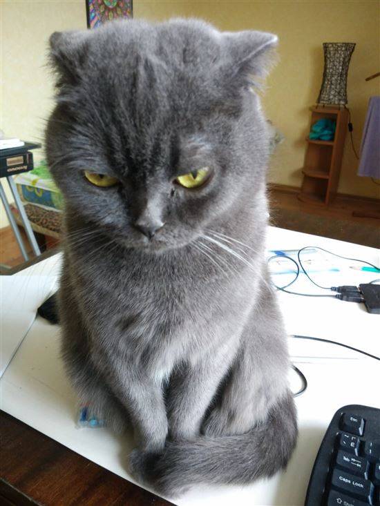 koshka-obidelas-foto-8.jpg.jpeg