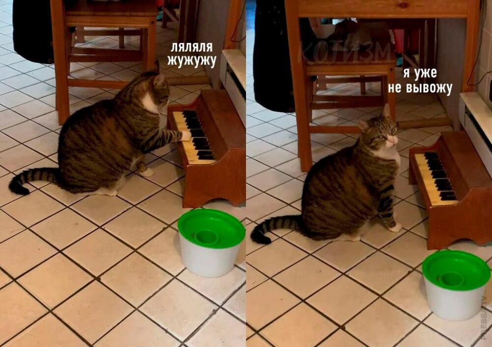 Кошачья музыка.jpg
